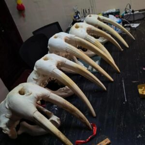 Walrus Tusk