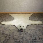 Polar Bear Rug