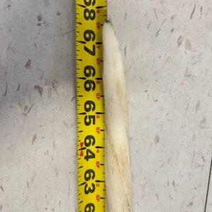 Alternative view of Buy 5ft Narwhal Tusk