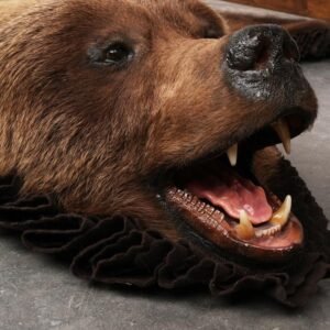 Alternative view of Buy Grizzly bear Rug
