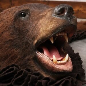 Cinnamon Black Bear Rug – SKU 3175