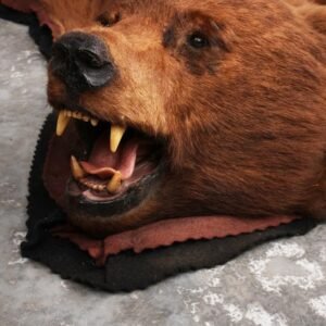 Alternative view of Buy Forest Bear Rug