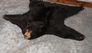 Black Bear Rug – SKU 2815