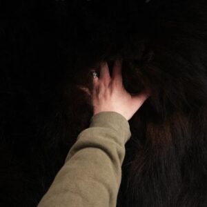 . Black Bear Rug – SKU 2815