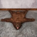 Cinnamon Black Bear Rug – SKU 2816
