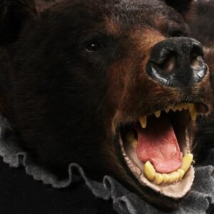 Alternative view of Buy Black Bear Rug