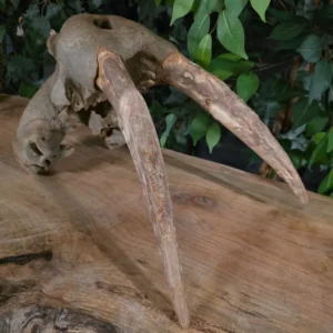 Fossil Walrus Skull