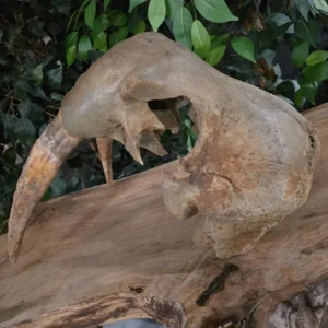 Fossil Walrus Skull