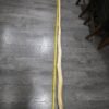 6ft 7ft Narwhal Tusk for sale. 7ft 7ft Narwhal Tusk for sale