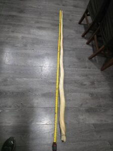 6ft 7ft Narwhal Tusk for sale. 7ft 7ft Narwhal Tusk for sale