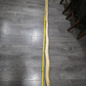 6ft 7ft Narwhal Tusk for sale. 7ft 7ft Narwhal Tusk for sale