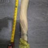 6ft 7ft Narwhal Tusk for sale. 7ft 7ft Narwhal Tusk for sale