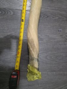 6ft 7ft Narwhal Tusk for sale. 7ft 7ft Narwhal Tusk for sale