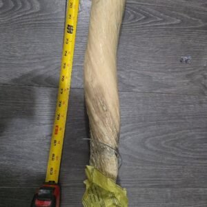 6ft 7ft Narwhal Tusk for sale. 7ft 7ft Narwhal Tusk for sale