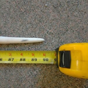 10ft Narwhal Tusk for sale