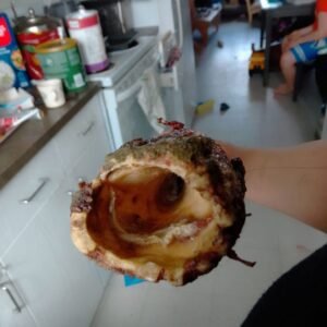 9ft Narwhal Tusk for sale