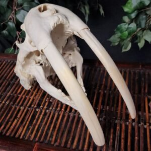 Authentic Male Walrus Skull with 13.5