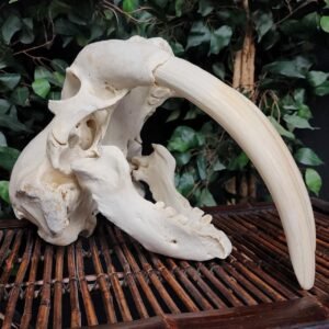 Authentic Male Walrus Skull with 13.5
