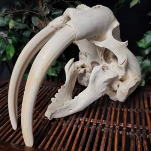 Authentic Male Walrus Skull with 13.5" Ivory Tusks