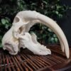 Authentic Male Walrus Skull with 13.5" Ivory Tusks