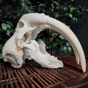 Authentic Male Walrus Skull with 13.5" Ivory Tusks