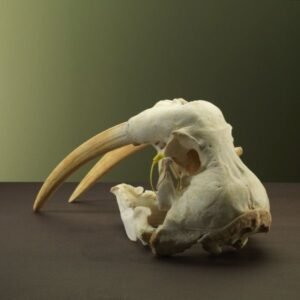 Walrus Length 30 centimeters