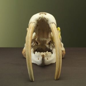 Walrus Length 30 centimeters