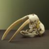 Walrus Length 30 centimeters