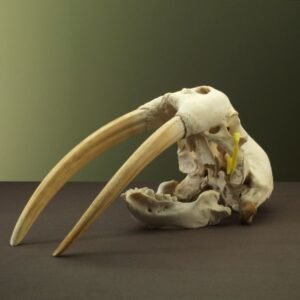 Walrus Length 30 centimeters