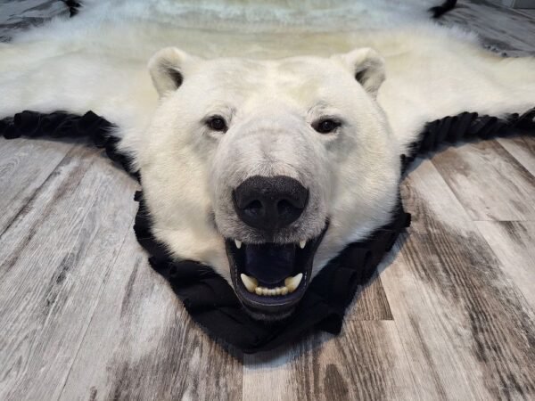 Polar Bear Rug | Elite Arctic Taxidermy Full Mount Hide