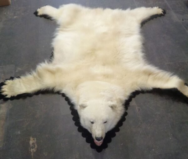 Polar Bear Rug | Elite Arctic Taxidermy Full Mount Hide