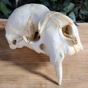 infant walrus skull