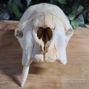 infant walrus skull