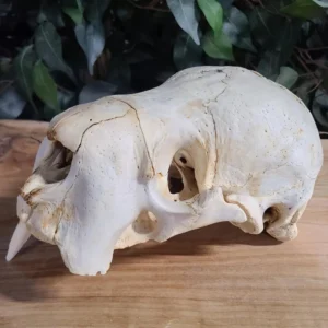 infant walrus skull