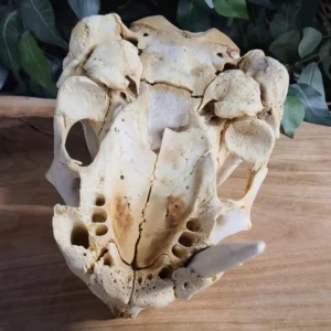 infant walrus skull