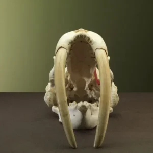Arctic Walrus Skull