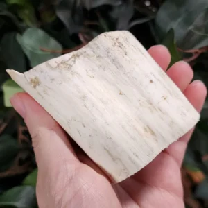 Walrus Tusk Segment B, 3.25