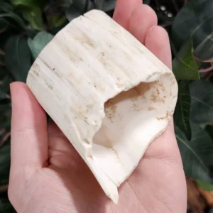 Walrus Tusk Segment B, 3.25