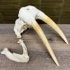 Walrus Skull (Odobenus Rosmarus) for sale online
