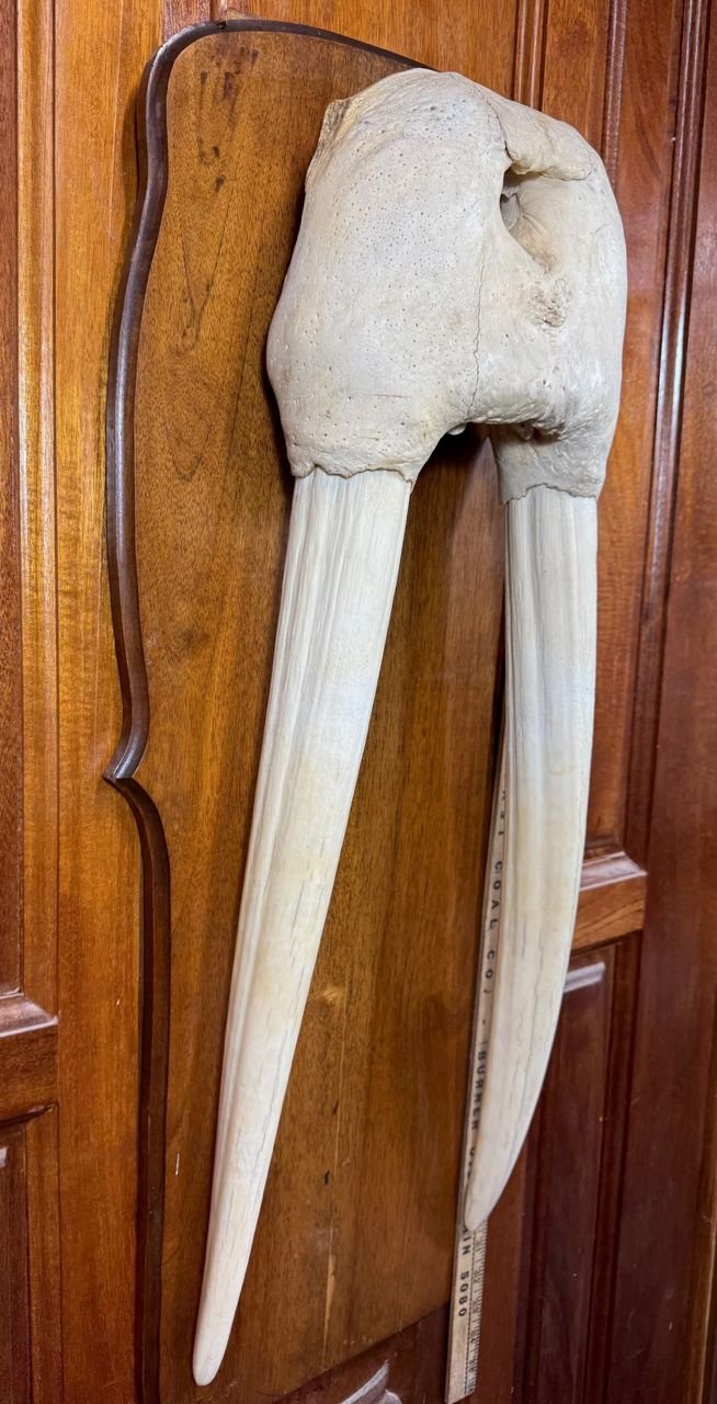 Walrus Mask Skull with walrus Tusks 2
