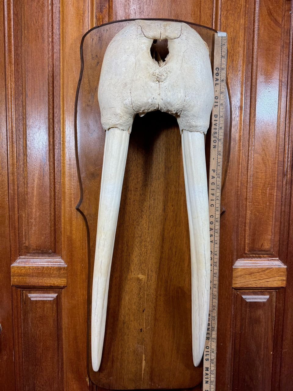 Walrus Mask Skull
