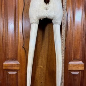 Walrus Mask Skull with walrus Tusks 3